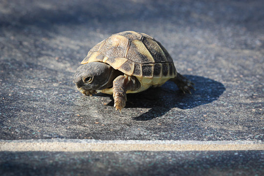Arrivée de course d'une jeune tortue