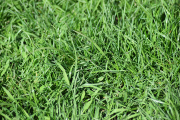 Field of young green barley