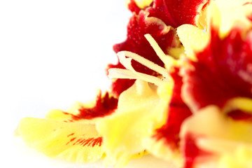 Obraz na płótnie Canvas Bright fresh yellow and red gladiolus isolated \ horizontal