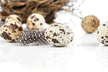quail eggs with feather on white background