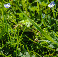 A green frog is in a grass