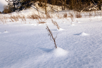 trees in winter  