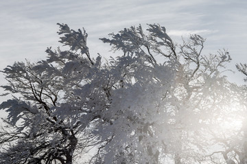 Baum mit Raureif, Sonne scheint durch die Zweige