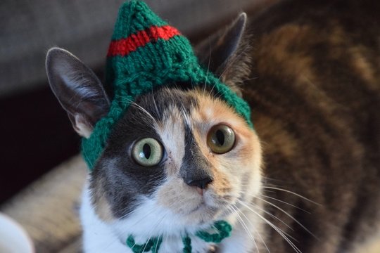 Cat With Christmas Hat