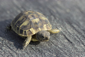 Une jeune tortue sur fond gris minéral