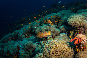 Naklejka na ściany i meble Coral grouper