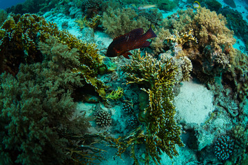 Coral grouper