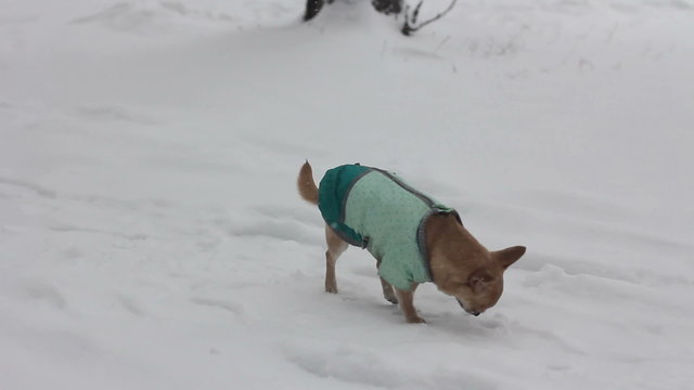 chihuahua at winter day - 1