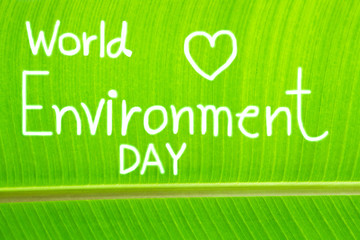 Banana leaf textured, write World Environment Day