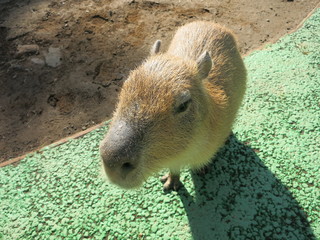 カピバラ