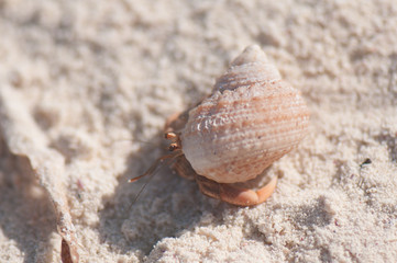 Hermit crab in Cuba