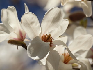 白木蓮の咲くせせらぎの小径