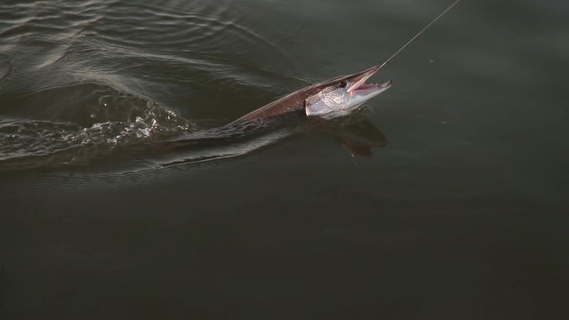Fishing. Pike floundering on the hook in the water. Twitches. Pike fish pulled from the water. Rare shot. Fish on the line