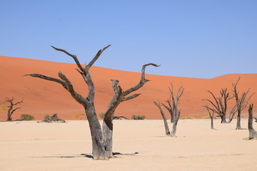 Fototapeta na wymiar Tote Bäume im Sand 