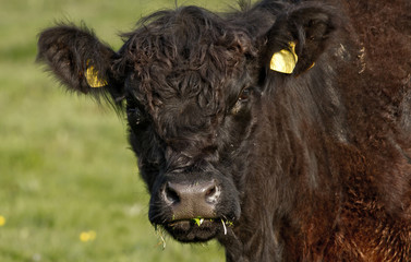 Fototapeta premium Cow Portrait