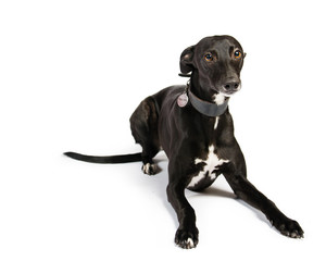 Whippet on a white background