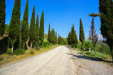 Fototapeta na wymiar Cypress trees grow along the road.