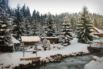 Winter fir-tree forest 