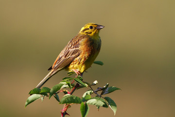 Bird Yellowhammer, Emberiza citrinella