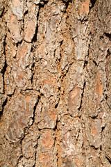 Texture of bark pine.