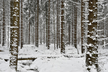 Winterwald