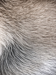 dog fur background (22)