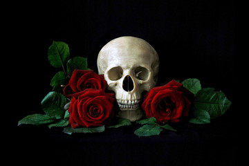 Vanitas. Human skull with red roses isolated over black bagkground. Gothic still life. Book or...
