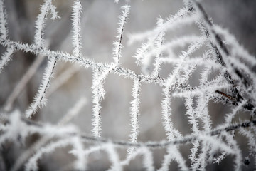 Winter landscape.Winter scene. Frozen plants.