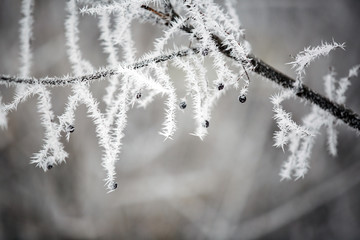 Winter landscape.Winter scene. Frozen plants.