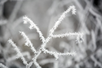 Winter landscape.Winter scene. Frozen plants.