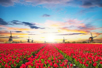  Vibrant tulips field with Dutch windmill © Jag_cz