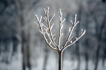 Winter landscape.Winter scene. Frozen plants.