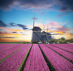 Vibrant tulips field with Dutch windmill © Jag_cz