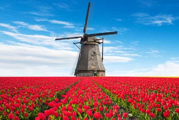 Fototapeten Vibrant tulips field with Dutch windmill © Jag_cz