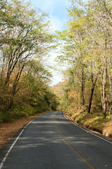 Fototapeta premium Empty road in forest.