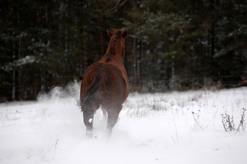 Power, Pferd im Galopp, von hinten 