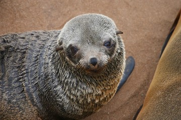 Ohrenrobbe (Otariidare) am Kreuzkap in Namibia