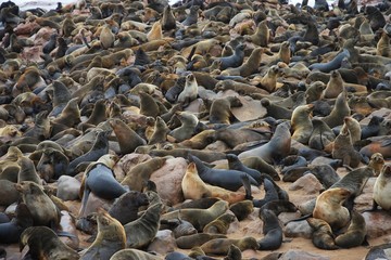 Ohrenrobbe (Otariidae) am Kreuzkap an der Skelettküste
