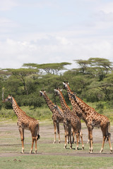 Giraffe africane