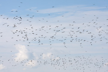 Stormo di Uccelli migratori