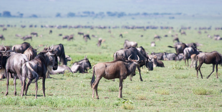 Transumanza in africa, gnu