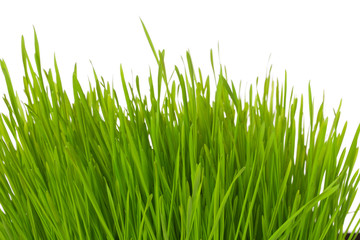 Tuft of grass