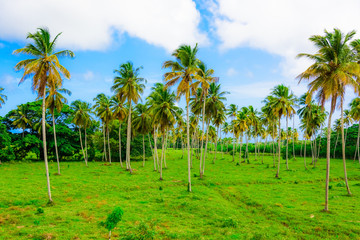 building green palm plant