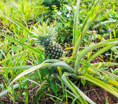 Pineapple growing field