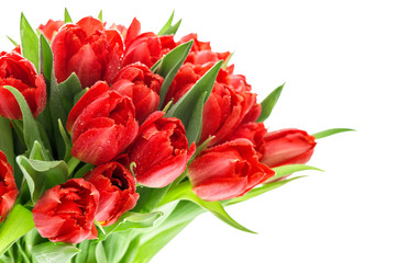 Red tulips. Flowers bouquet on white