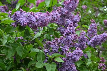 Blooming beautiful purple llac flowers 