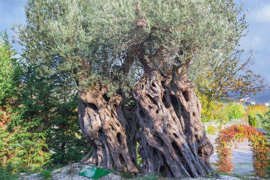 Olive tree.