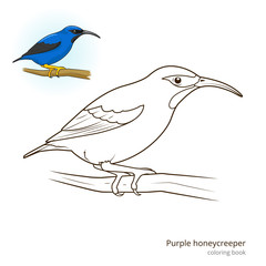 Purple honeycreeper color book vector