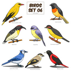 Bird set cartoon colorful vector illustration