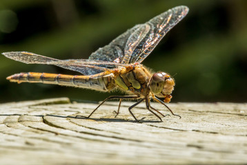 Common Darter - Female (sympetrum striolatum)